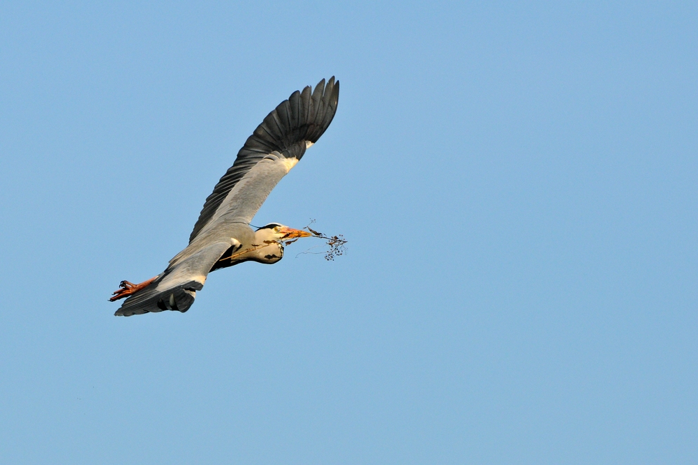 Reiher 2014.02.25 1a
