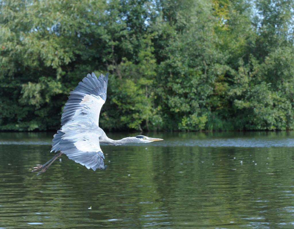 Reiher 3