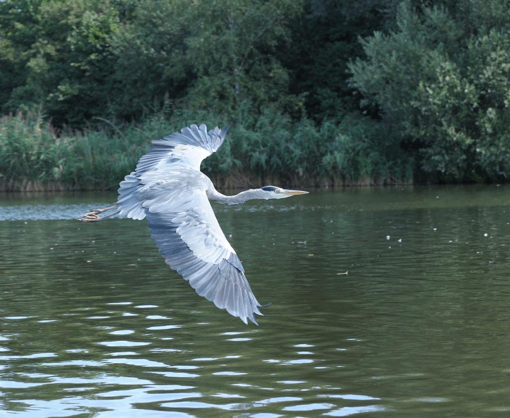 Reiher 4