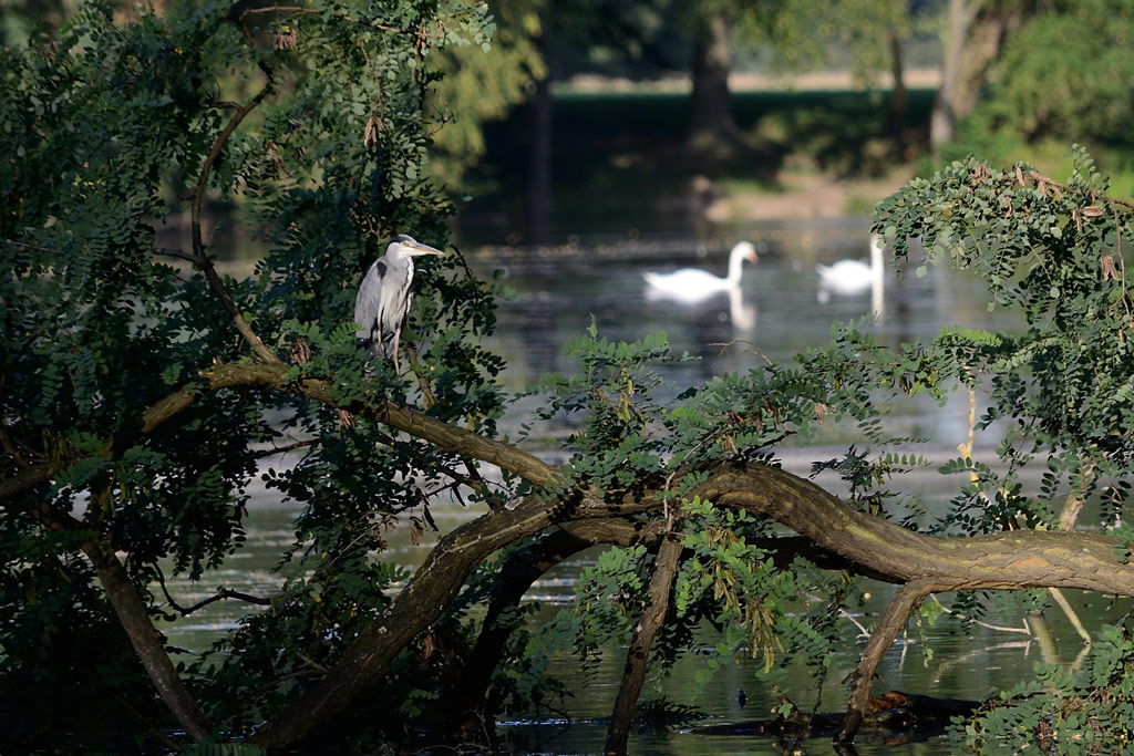 Reiher am Kalscheurer Weiher, Köln