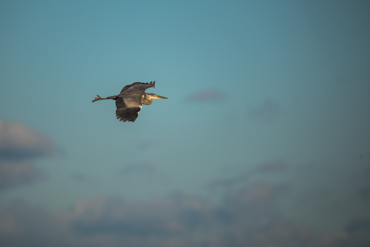 Reiher im Flug