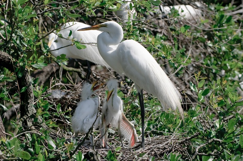 Reiher mit Kids in St. Augustine, Florida