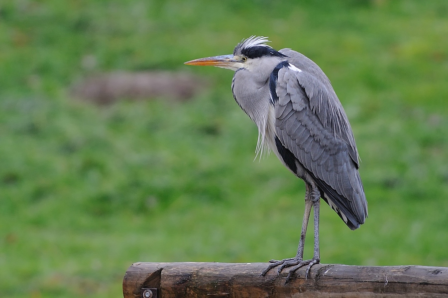 Reiher