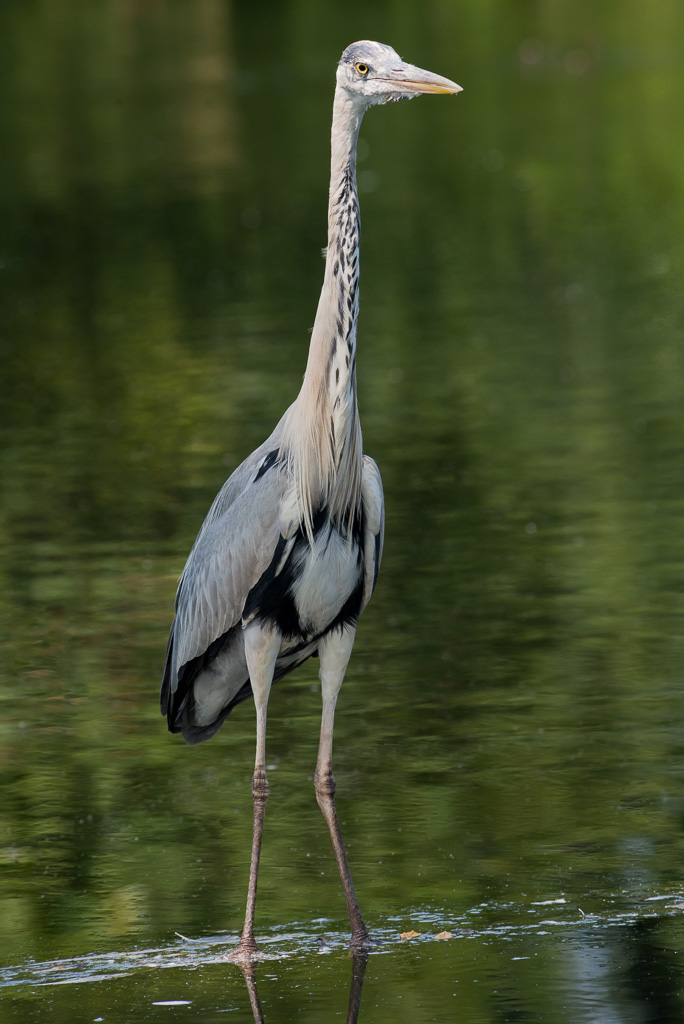Reiher