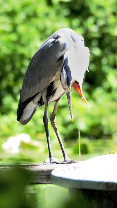 reiher