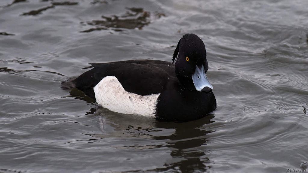 Reiherente auf dem Tjörnin in Reykjavík
7577