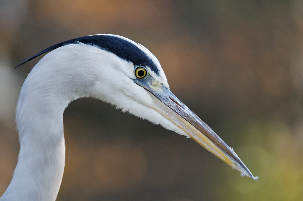 Reiherportrait