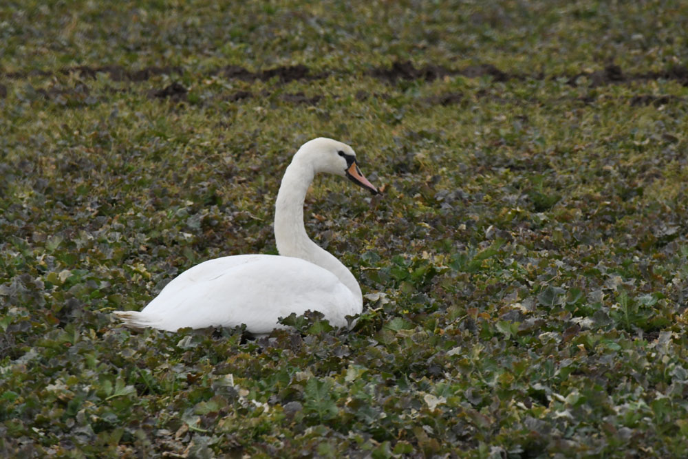 reiseschwan.1.nf