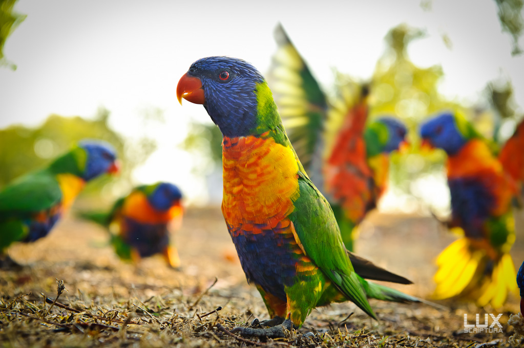 Reportage Australien 41