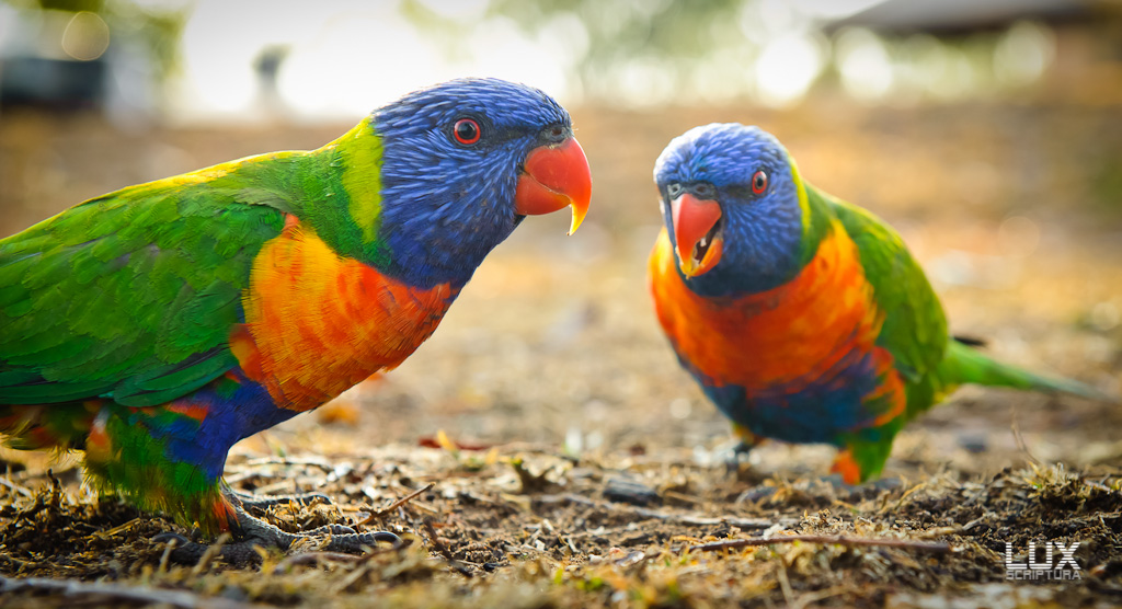 Reportage Australien 43