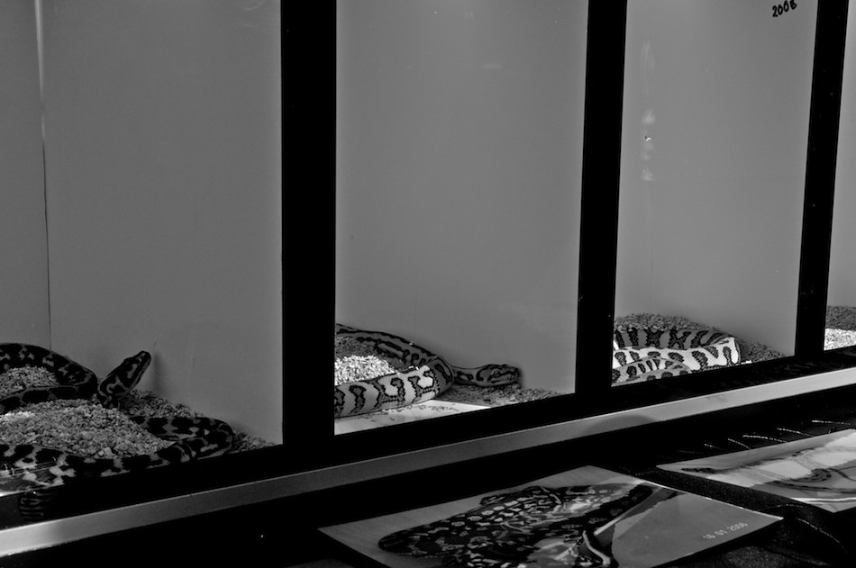Reptilienbörse www