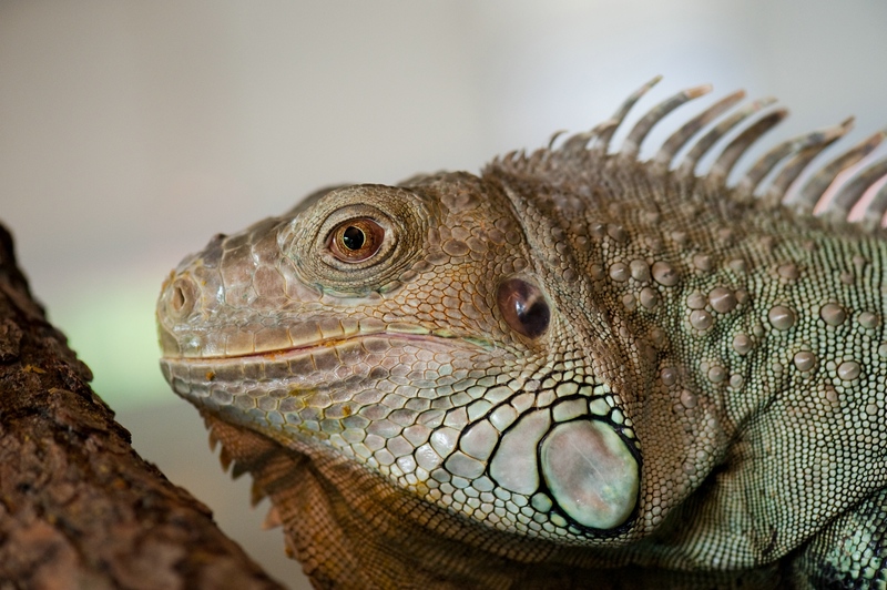 Reptilienzoo Obertraubling