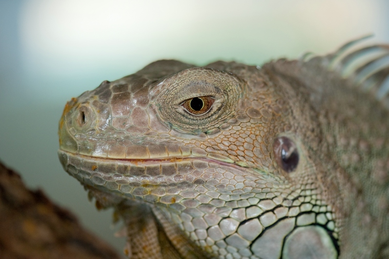 Reptilienzoo Obertraubling