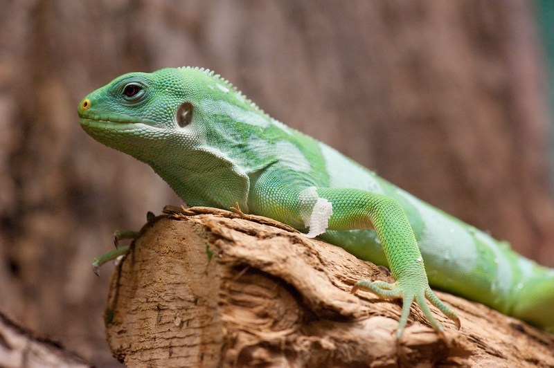 Reptilienzoo Obertraubling