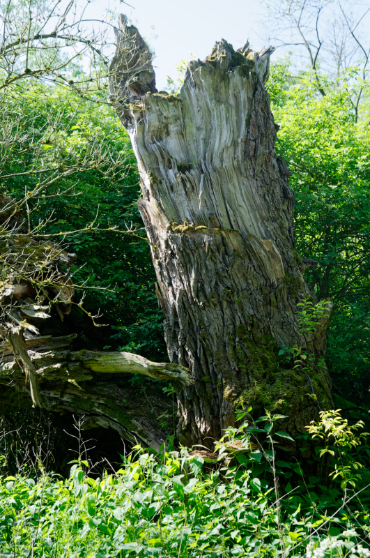 Restbaum.jpg