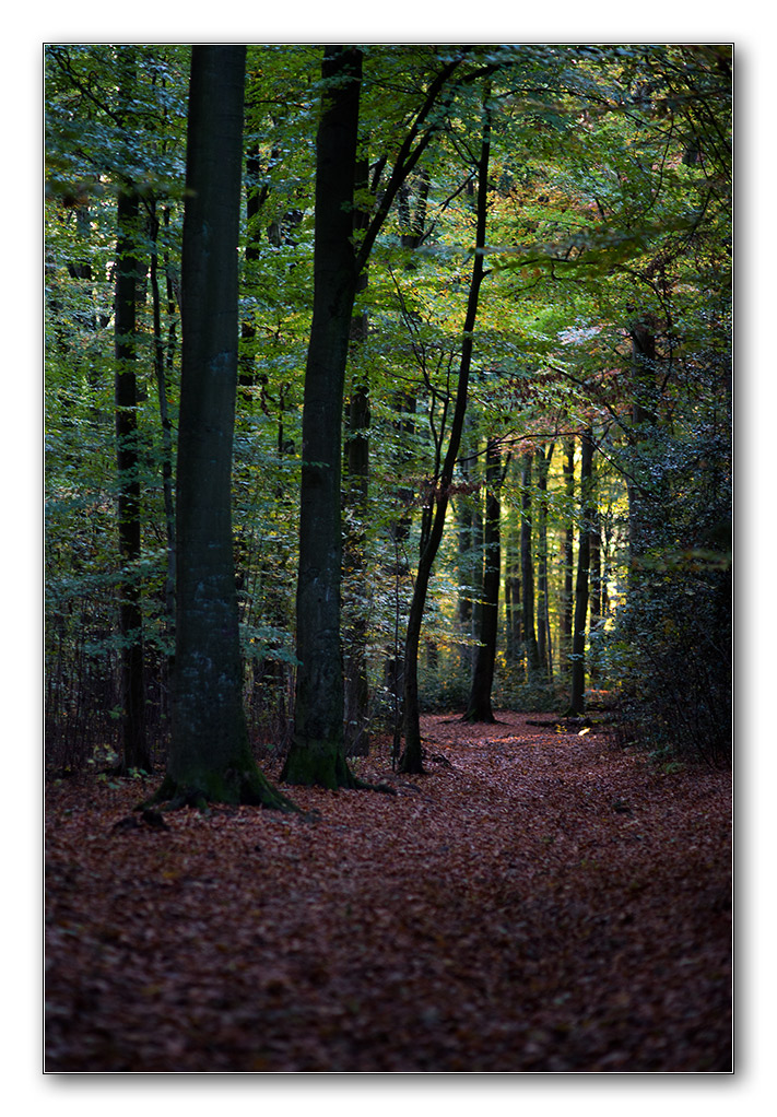 restlicht10