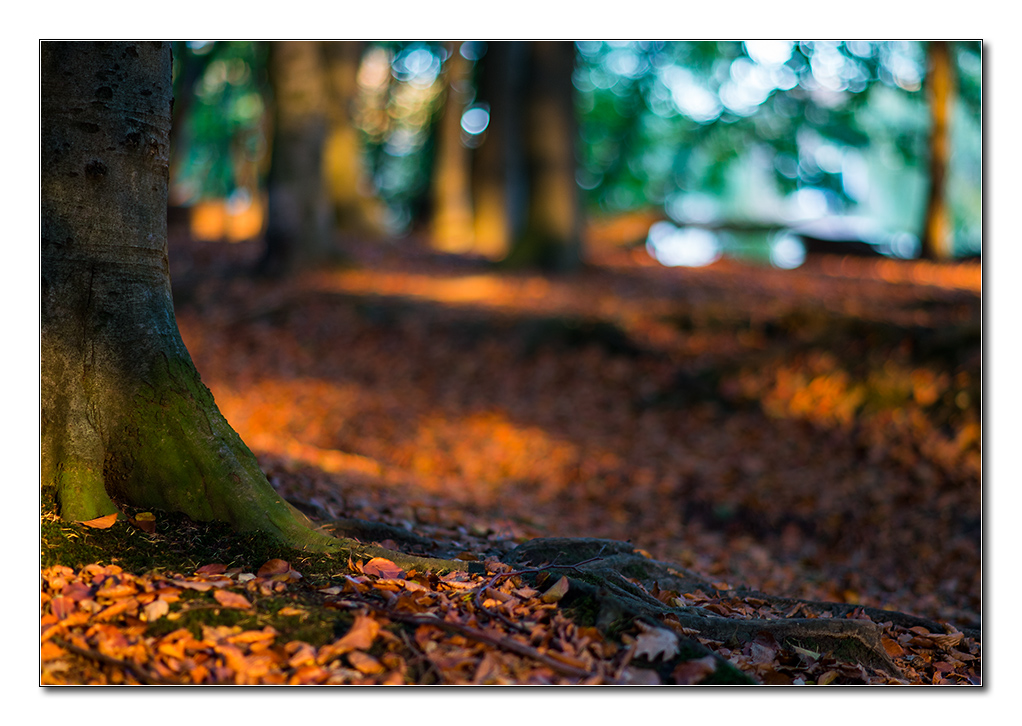 restlicht11