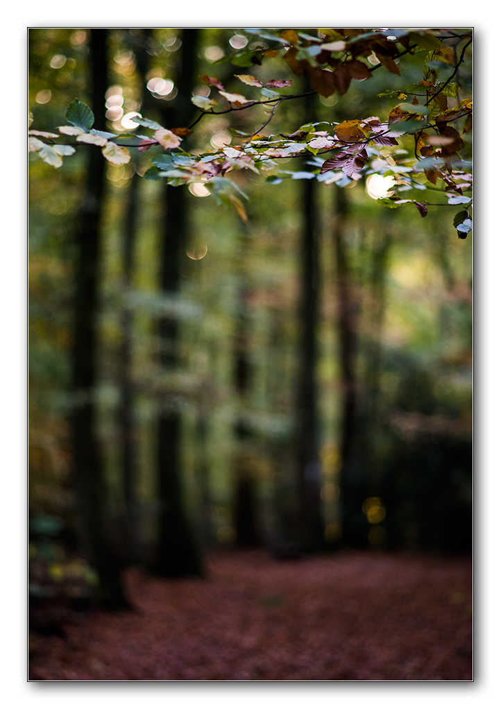 restlicht12