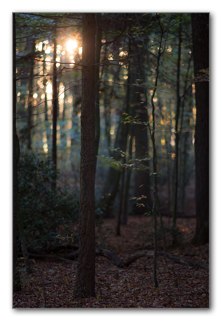 restlicht13