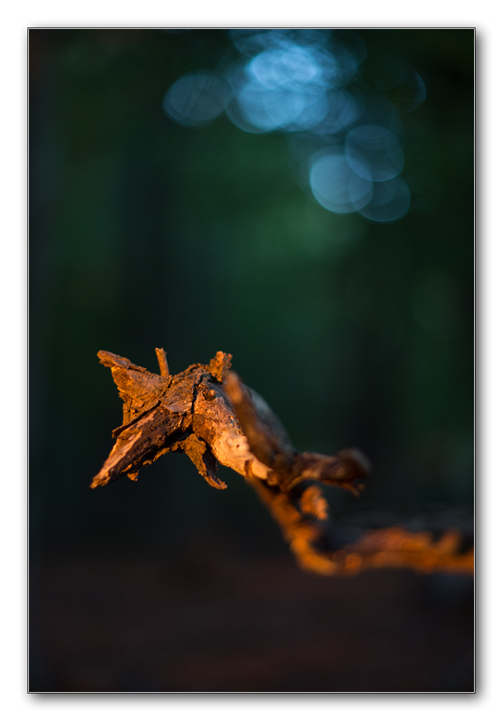 restlicht3
