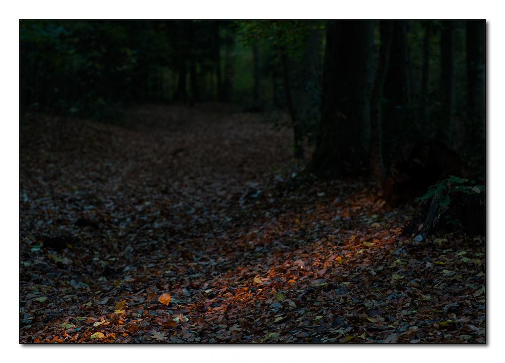 restlicht4