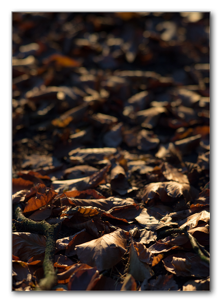 restlicht6