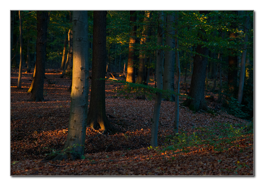 restlicht7