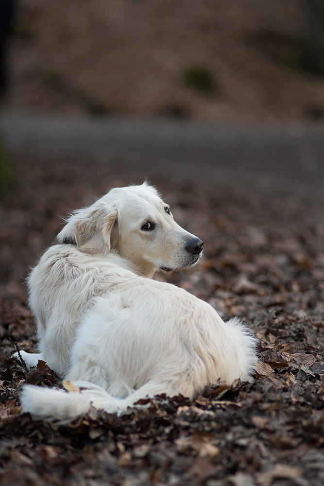 retriver