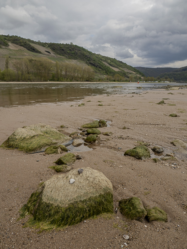 Rhein bei Osterspai