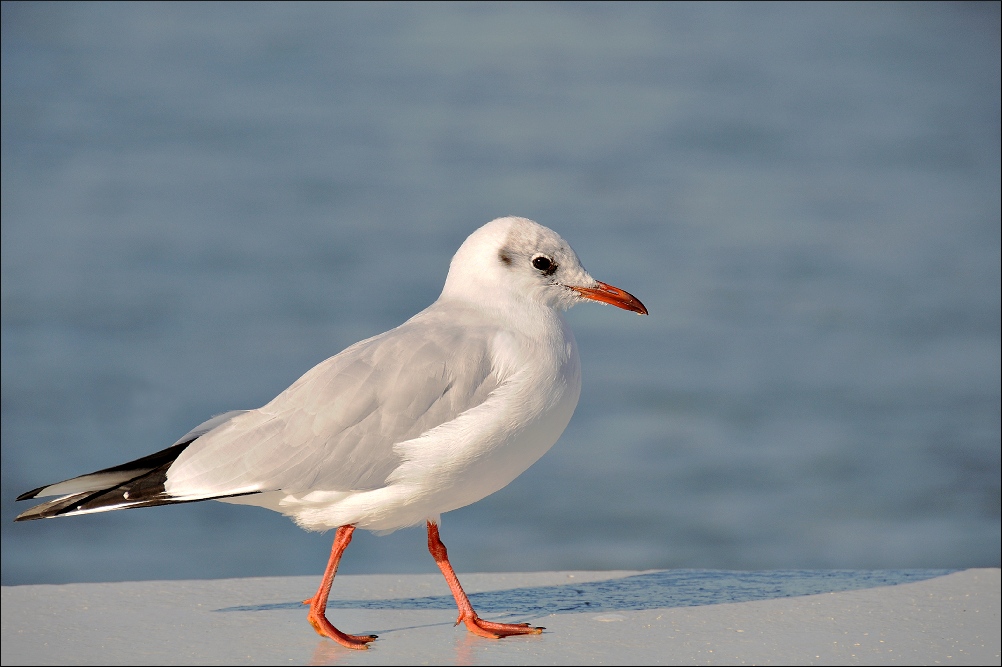 Rheinmöve