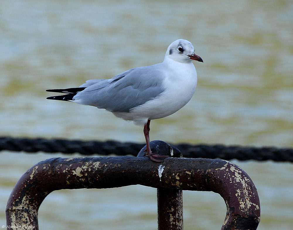 Rheinmöwe