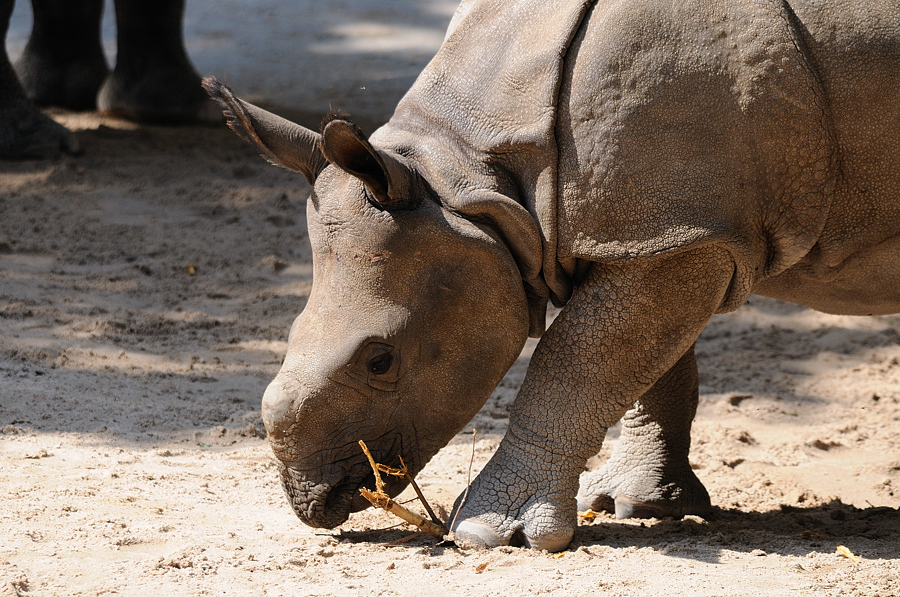 Rhino01