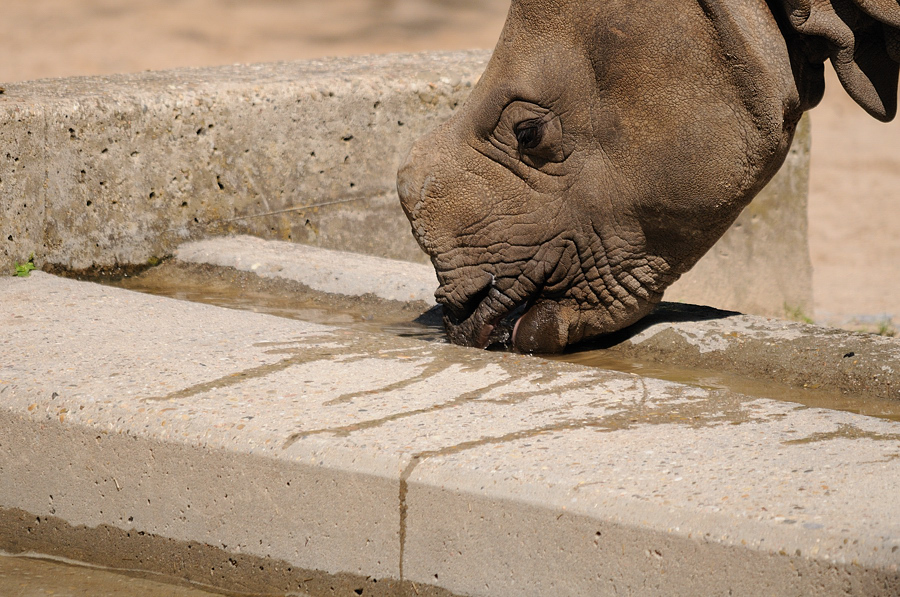 Rhino02