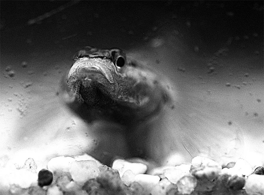 Rhinogobius Duospilus