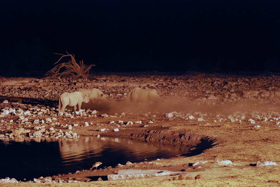 Rhinos Namibia