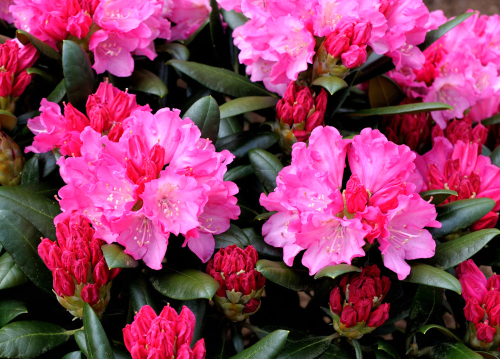 rhodo1 JKK 6732
