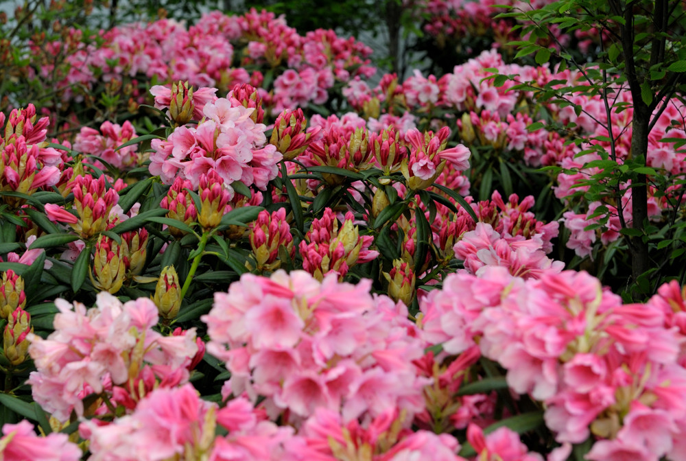 rhodo2 JKK 6706