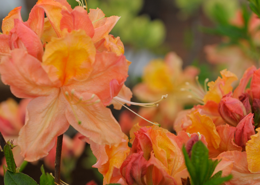 rhodo3 JKK 6701