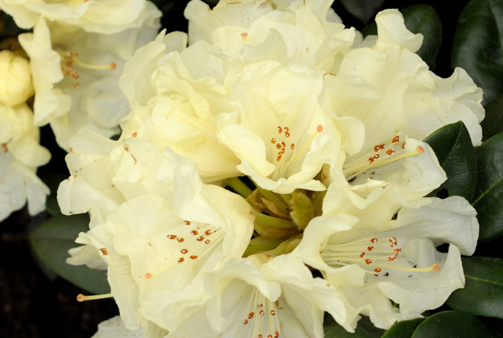 rhodo4 JKK 6608