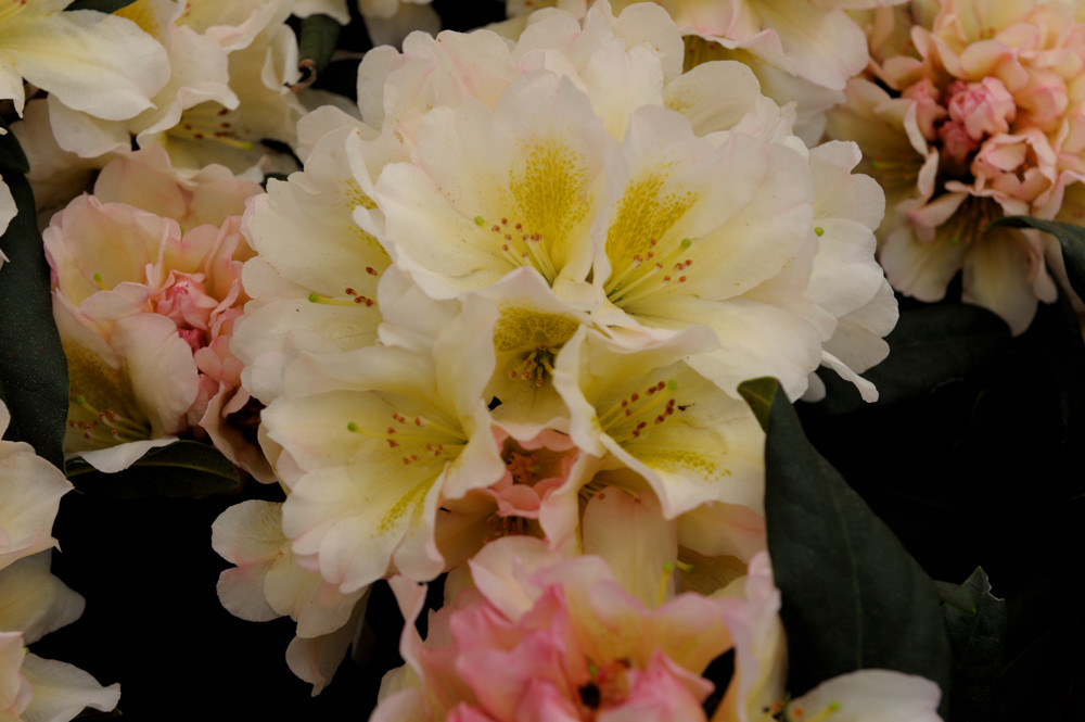 rhodo6 JKK 6618
