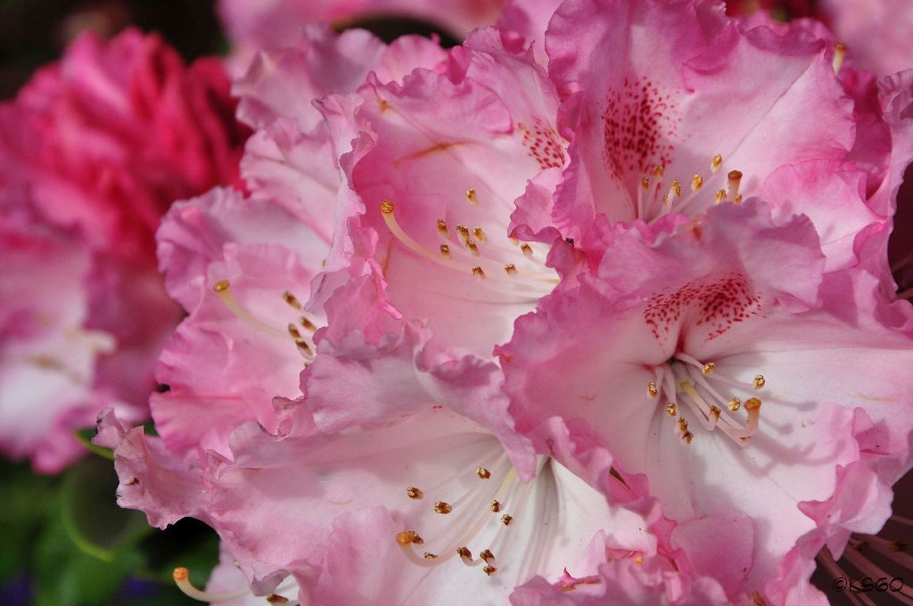 ... Rhododendron Arabella (Rhododendron yakushimanum Arabella) ...