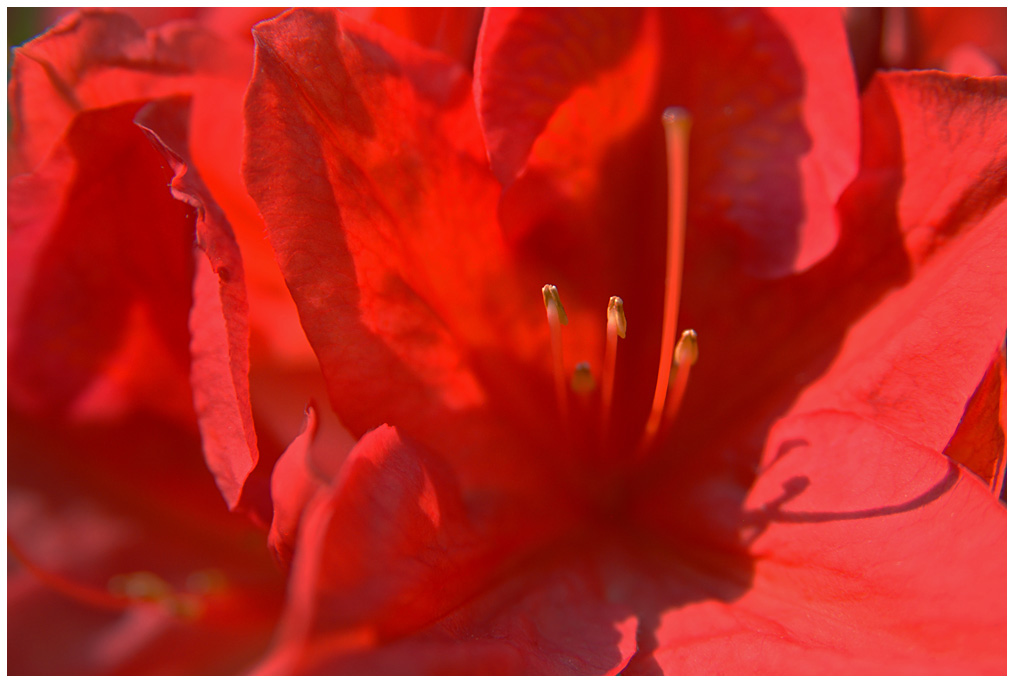 rhododendron in  lachs