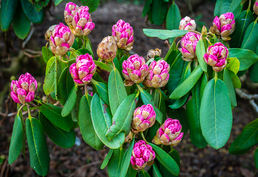 Rhododendron-Knospen Frühling