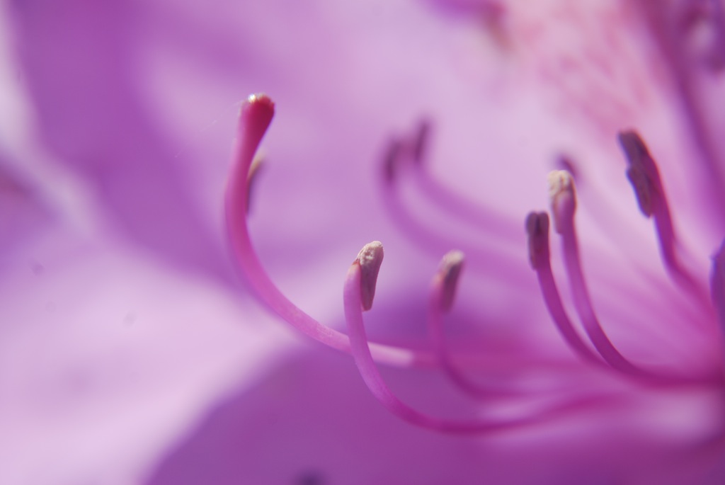 Rhododendron, Makro, 2010