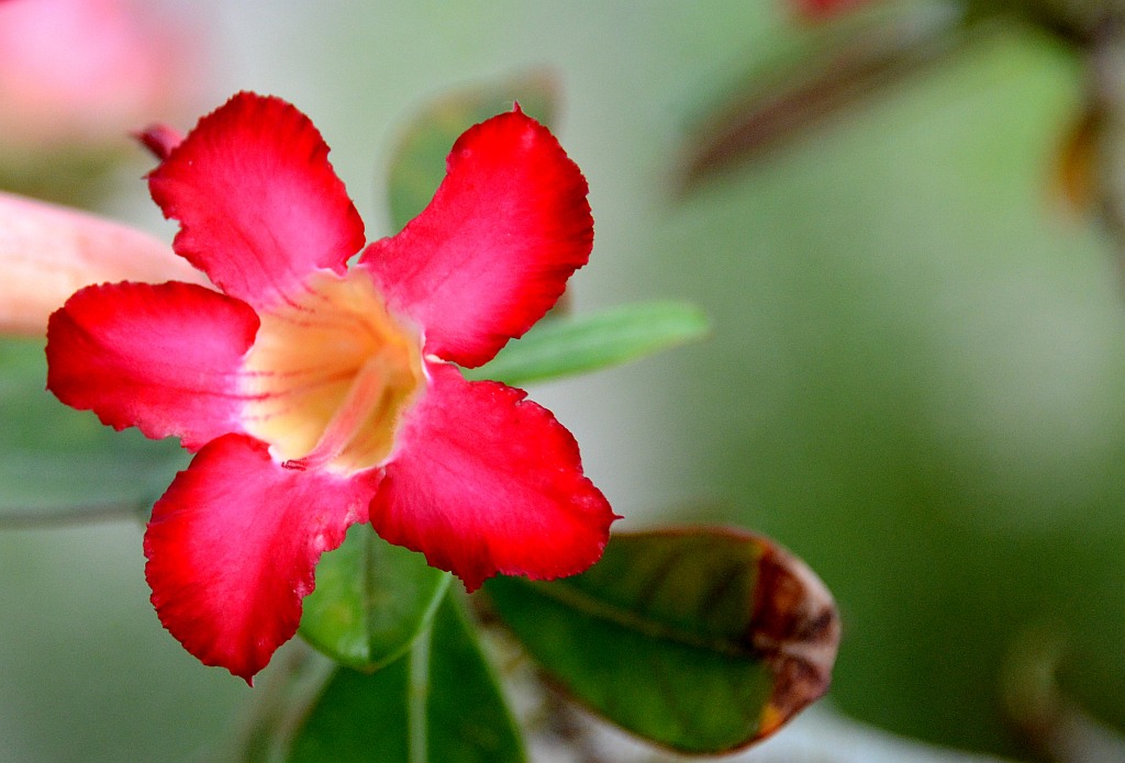 Rhododendron scale