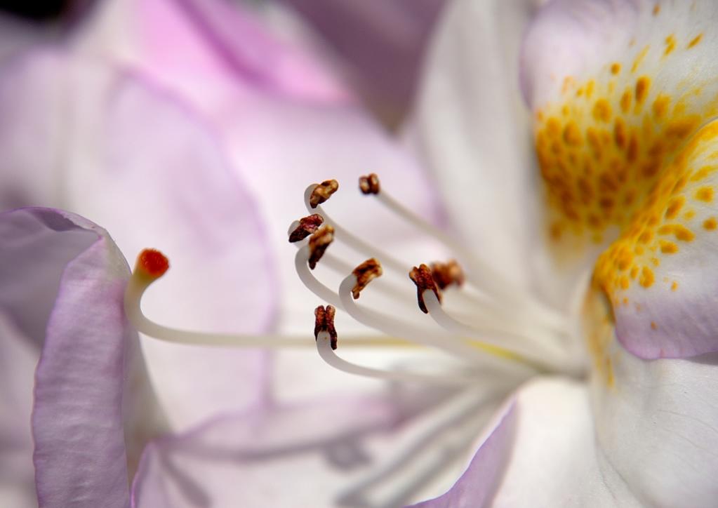 Rhododendron