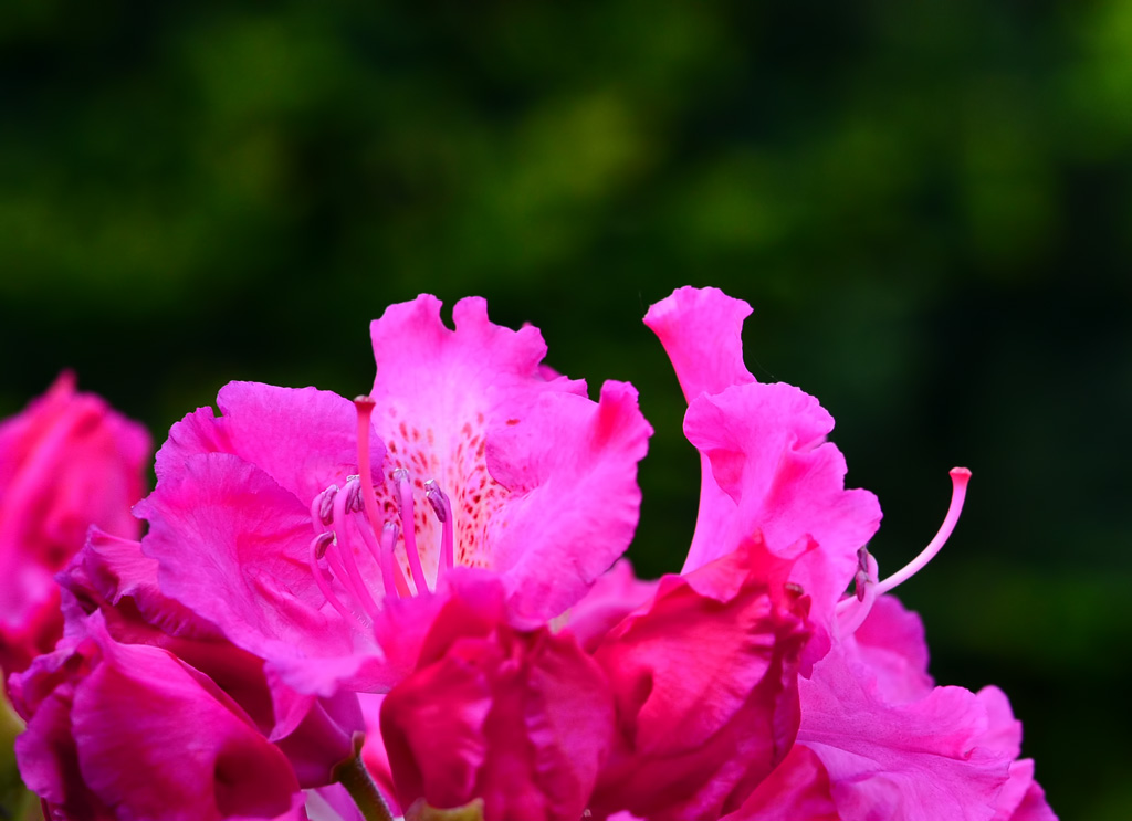 Rhododendron