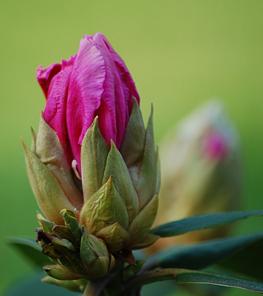 Rhododendron4