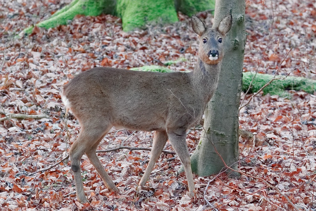 Ricke im Wald