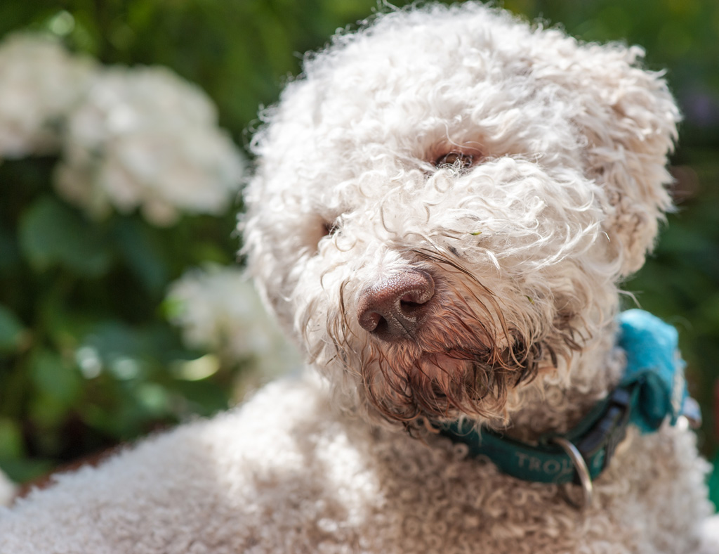 Rico Portrait